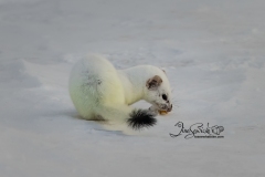Ermine
