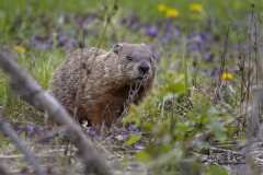 Ground Hog