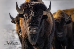 Bison 1