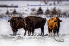 Bison 2