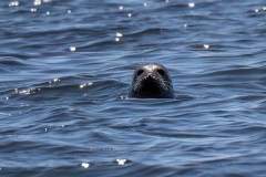 SEAL WATCHING