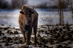 Bison 3