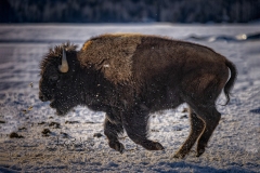 Bison 4