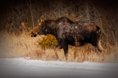 WALKING-MOOSE