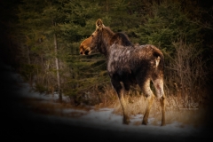 MOOSE-EAST-FACING