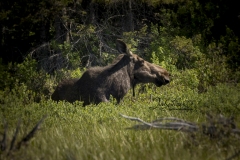 Cow in Marsh