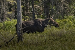 Moose Cow Walking in Marsh