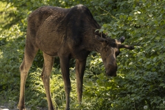 Moose Head Down