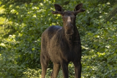 Looking Up Moose