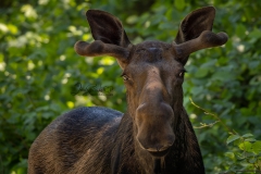 Zoomed Moose