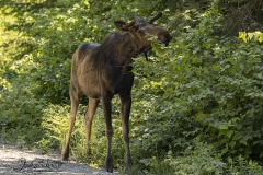 Young Bull Moose Eating