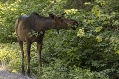 Snacking Moose