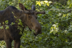 Moose Up Close