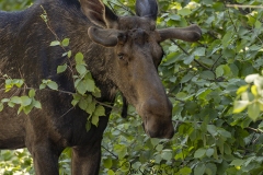 Bulle Moose Algonquin Park