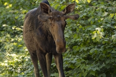Walking Closer Moose