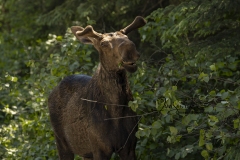 Chewing Moose