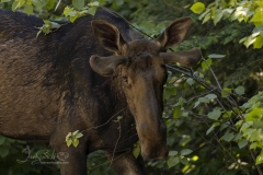 Staring Bull Moose