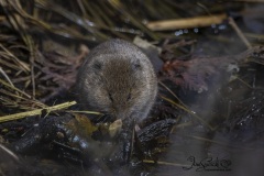 Vole