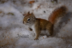 Red Squirrel 1