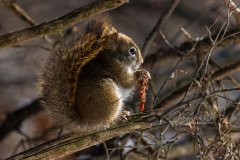 Red Squirrel Snacking