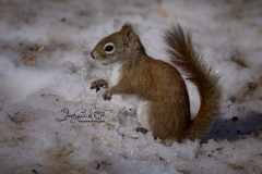 Red Squirrel 2