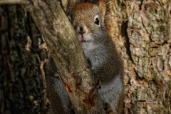 Red Squirrel Stare