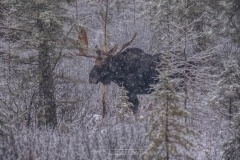 ALGONQUIN BULL MOOSE IN SNOW