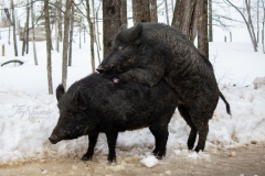 Boars Having Fun