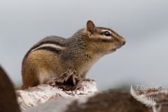 Chipmunk 3