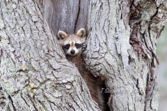Raccoon 4