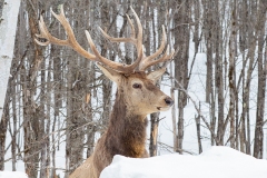 Elk 3