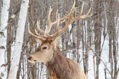 Elk 2