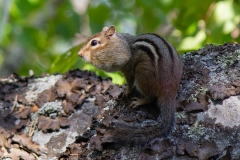 Chipmunk 4