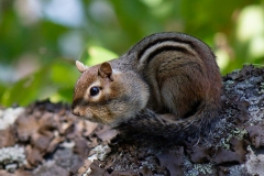 Chipmunk 2