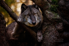 633A6927-LOBO-CROOK-TREE