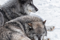 WOLF PAIR CHILLING