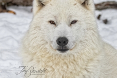 PORTRAIT ARCTIC WOLF