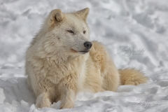 ARCTIC WOLF RELAXING