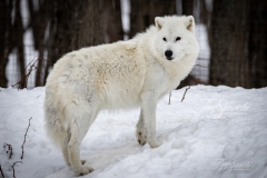 ARCTIC WOLF ON HILL