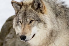 WOLF UP CLOSE