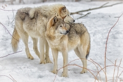 BREEDING LOVERS