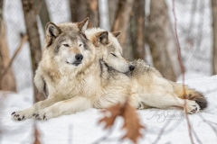 BREEDING LOVERS LAYING