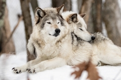 WOLF LOVE