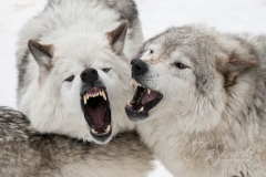 FIGHTING WOLVES