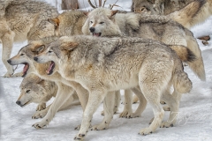 WOLF PACK