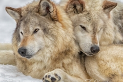 ZOOMED WOLF LOVERS