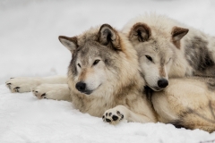 LOVING WOLVES