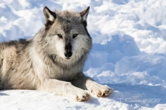 WOLF LAYING IN SNOW