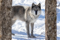 LOOKING WOLF