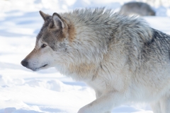 ALPHA MALE WOLF